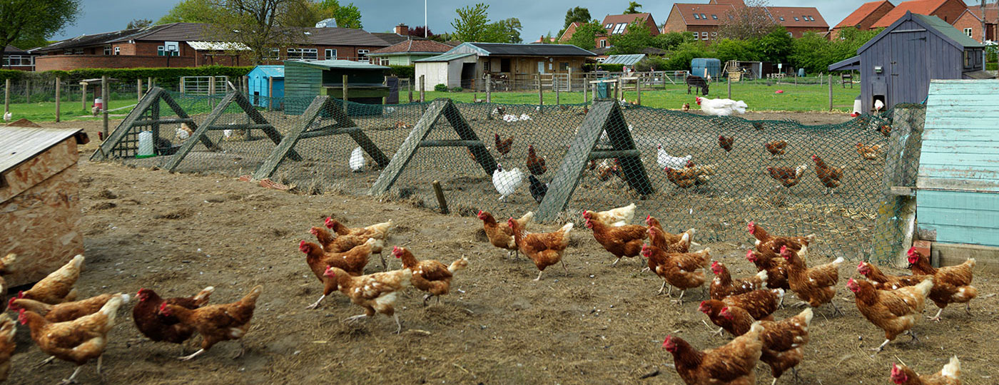 School Farm and Wildlife Area Mowbray School